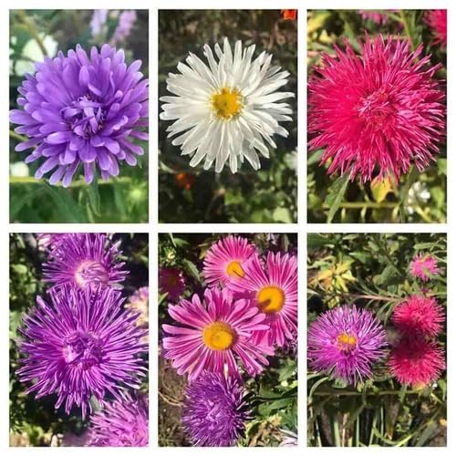 Aster Mixed Flower Seeds