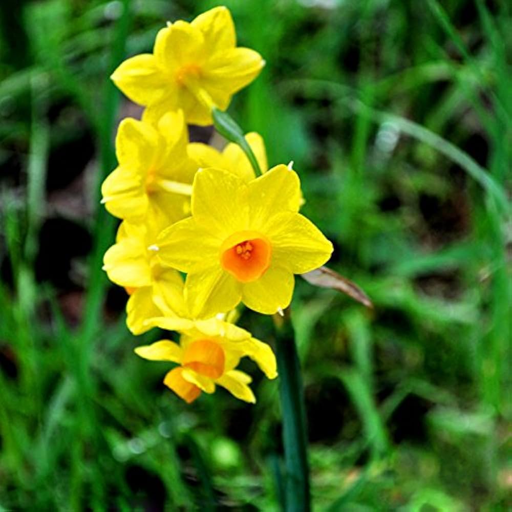 Daffodil