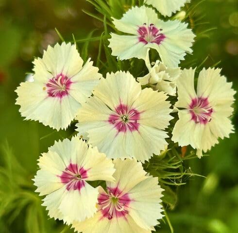 Yellow Dianthus Barbatus Flower Seeds