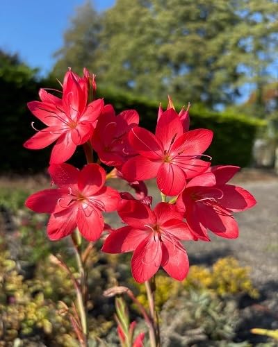 Red Hesperantha Flower Seeds