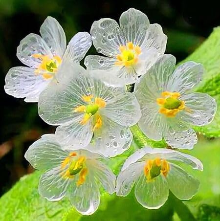 Skeleton Flowers Seeds