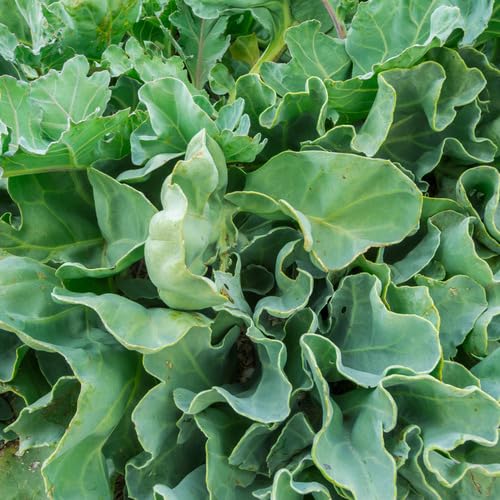 Green Crambe vegetable seeds for Home Gardening, Organic Raised Bed Garden Favorite for kitchen garden planting