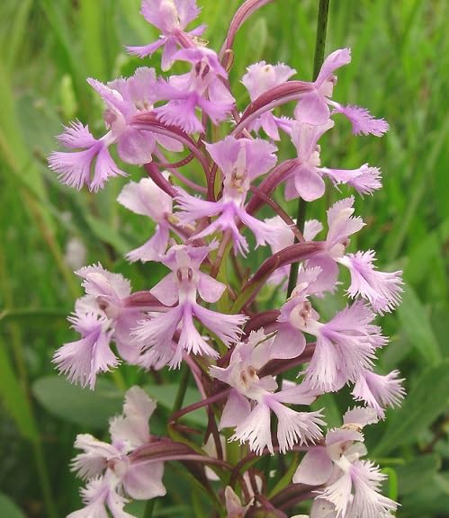 Pink Platanthera Flower Seeds