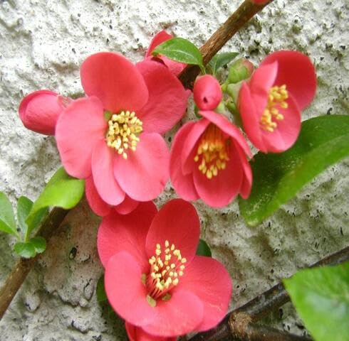 Pink Quince Flower Seeds