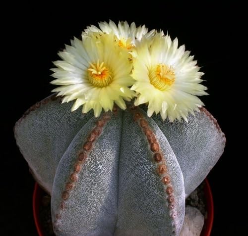 Astrophytum Flower Seeds