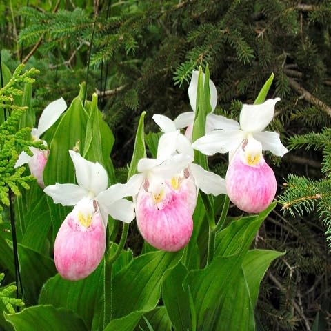 Cypripedium Flower Seeds