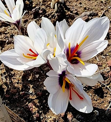 white saffron flower seeds