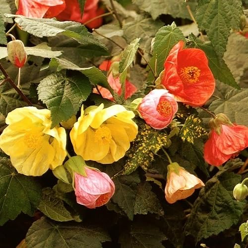 Mix Zinna Flower Seeds