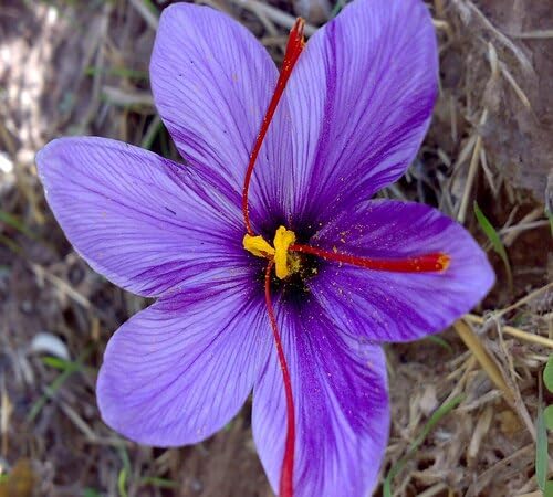 Violet Saffron Flower Seeds