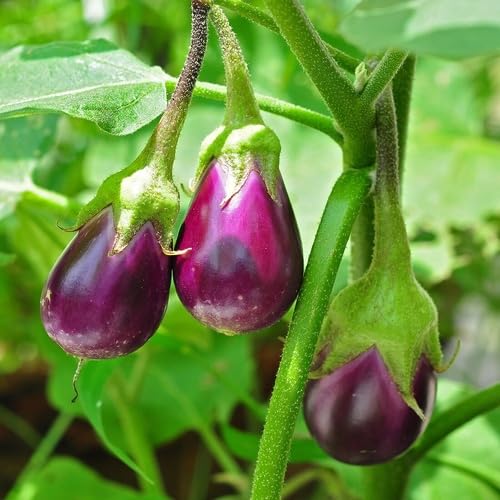 Purple Eggplant vegetable seeds - Heirloom, Organic, Non Gmo Garden Seeds for kitchen garden planting