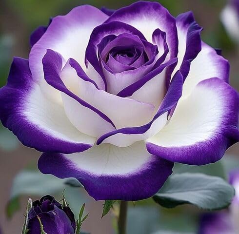 White Purple Rose Flower Seeds