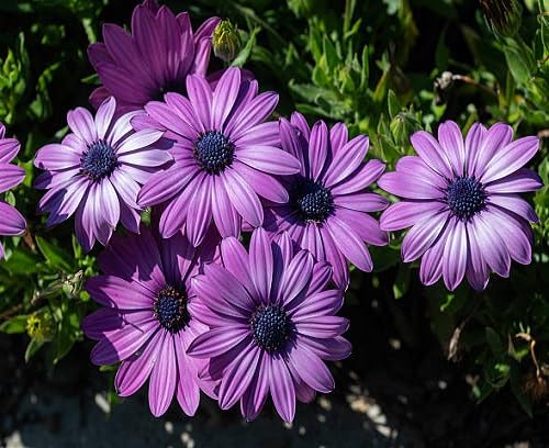 Purple Osteospermum Flower Seeds