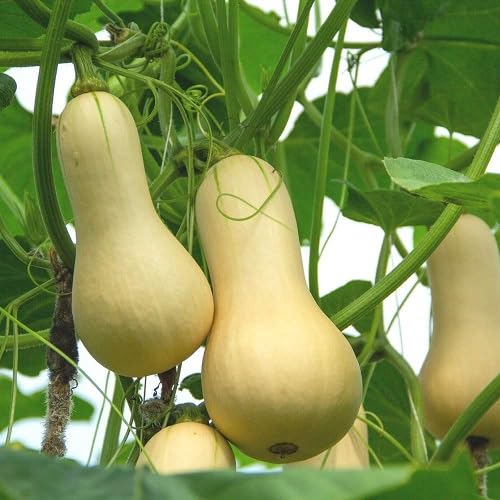 Yellow Butternut Squash vegetable seeds vegetable seeds for Home Gardening, Healthy Culinary Garden for kitchen garden planting