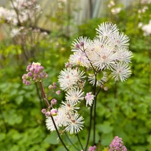 Pink thalictrum aquifolium Flower Seeds
