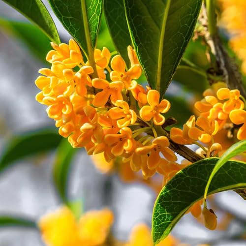 Orange Osmanthus Flower Seeds