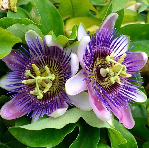 Violet Passiflora Flower Seeds