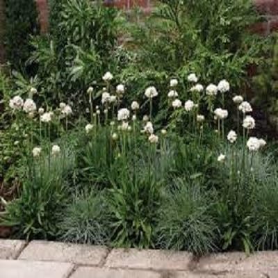 White Armeria Flower Seeds