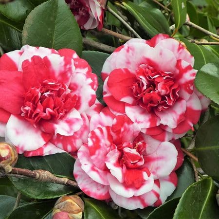 Red Camellia Japonica Flower Seeds