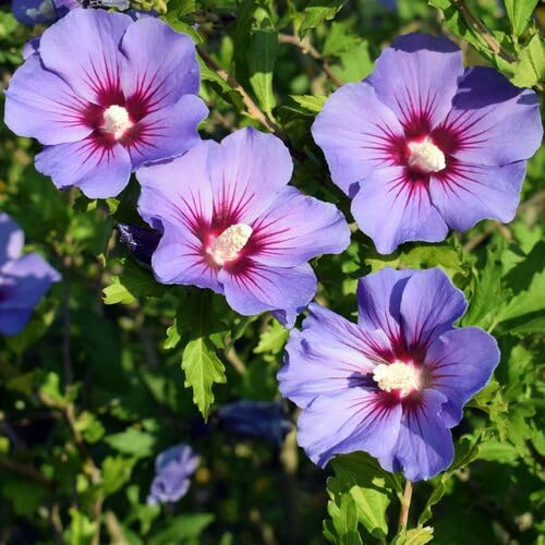 Purple Giant Hibiscus Flower Seeds
