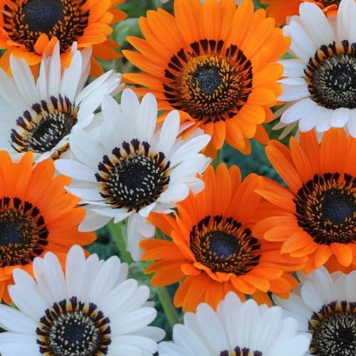 Mixed Venidium fastuosum Flower Seeds
