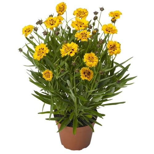 Red Yellow Coreopsis Flower Seeds