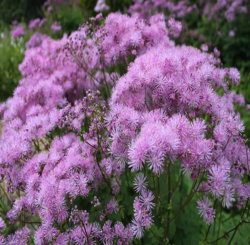 Purple Thalictrum aquilegiifolium Flower Seeds