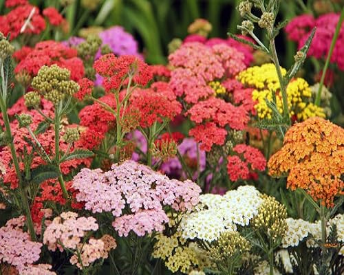 Mixed Acaulis Primula Flowers Seeds