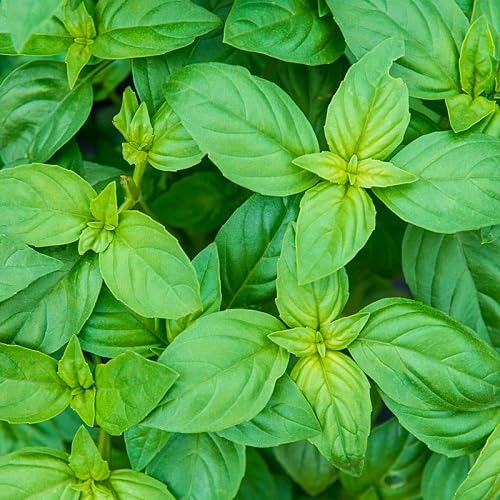 Basil Plant Seeds herb seeds - healthy herbs, kitchen garden garden seeds