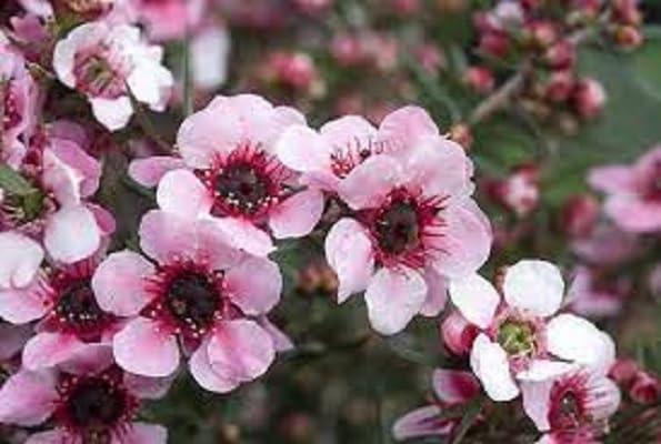 Leptospermum Flower Seeds