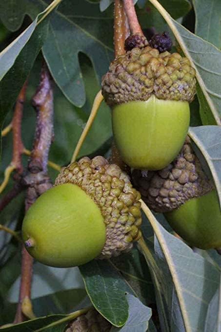 White Oak Tree Shade For Sustainable Orchard Growing Fruit Seeds