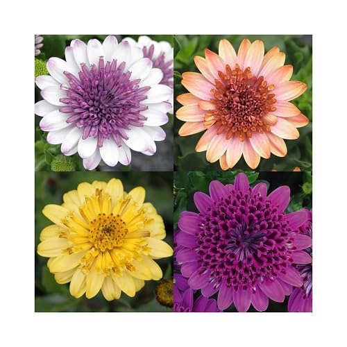 Mixed Osteospermum Flower Seeds. Easy Grow Blossoms for Pots and Patio Gardens for Colorful Garden