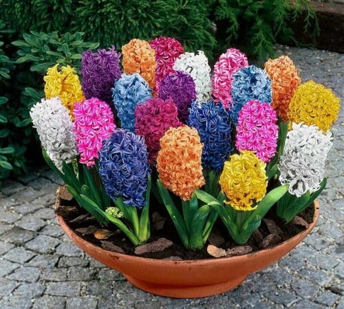 Mixed Hyacinthus Flower Seeds