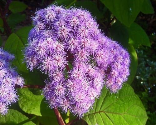 purple eupatorium flower seeds