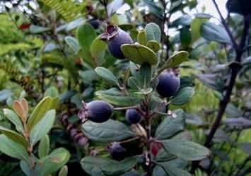 new fresh black myrtle fruit grow tart and sweet fruits in your garden Fruit seeds