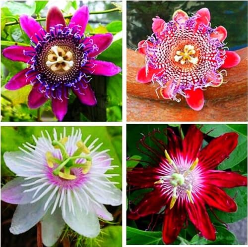 Mixed Passion Passiflora Flower Seeds
