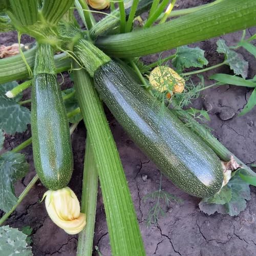 Green Courgette vegetable seeds - Heirloom, Organic, Non Gmo Garden Seeds for kitchen garden planting
