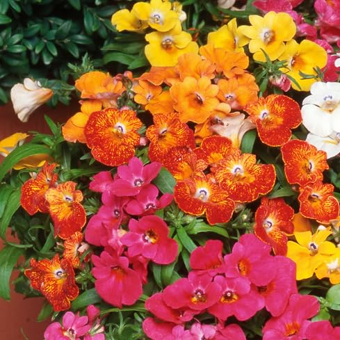 Nemesia Flower Seeds