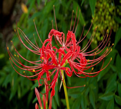 Red Radiata Flower Seeds