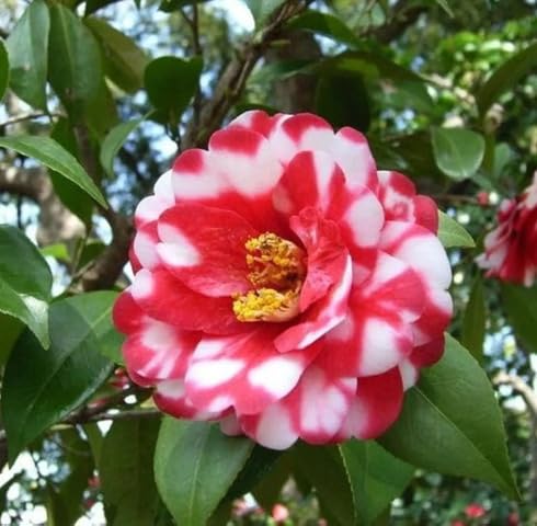 Red White Camellia Flower Seeds