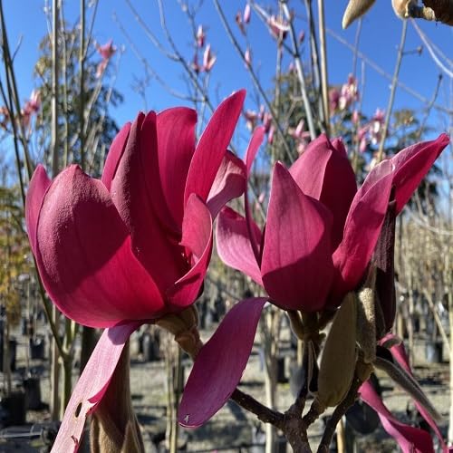 Maroon Lupine Flower Seeds