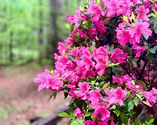 pink azalea flower seeds