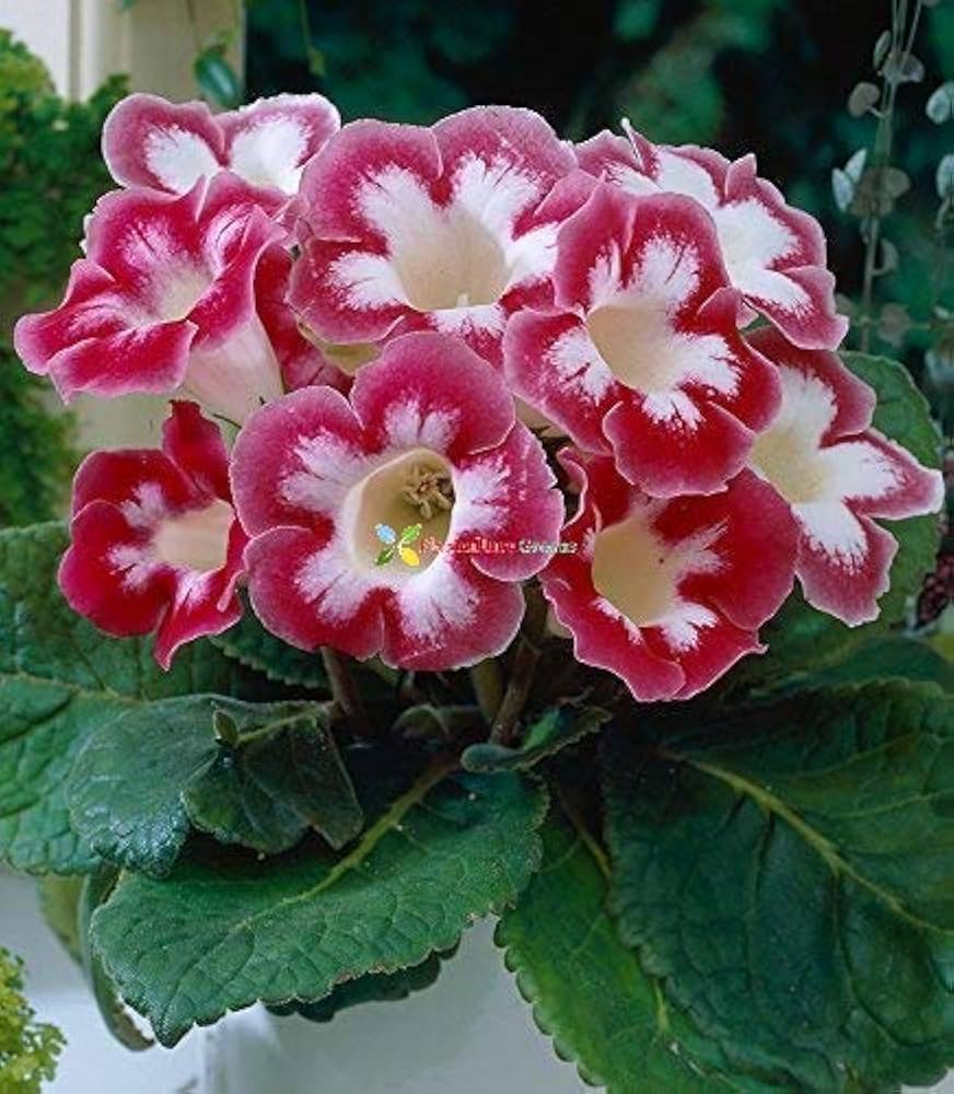 Gloxinia Flower Sinningia Speciosa