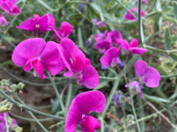 Lathyrus latifolius Flower Seeds