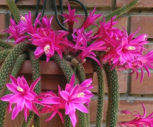 Pink Flagelliformis Flower Seeds