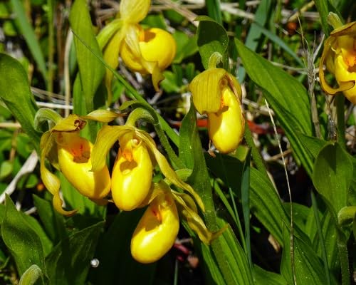 Yellow Lady Slipper Flower Seeds