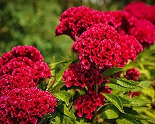 red celosia flower seeds