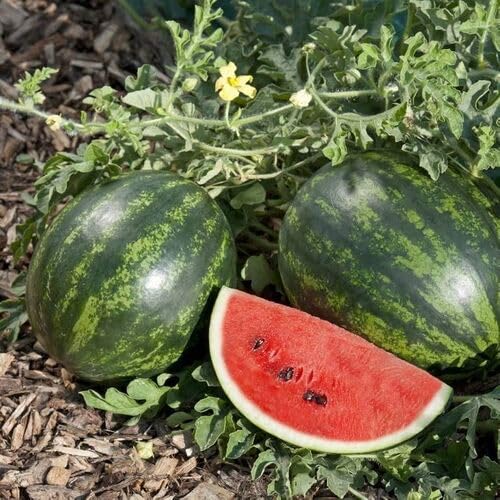 green watermelon fruit Fruit Seeds organic garden seeds