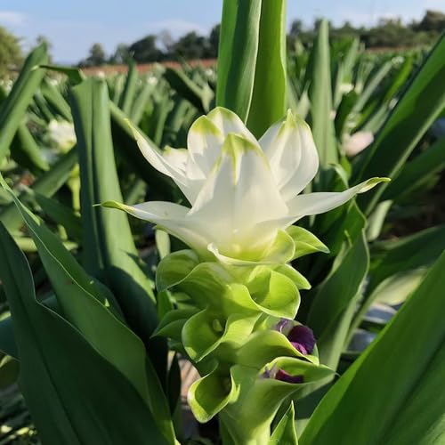 White Curcuma Flower Seeds