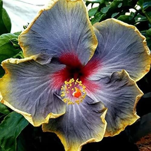 Yellow Gray Hibiscus Flower Seeds