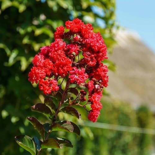 Red Lagerstroemia Flower Seeds